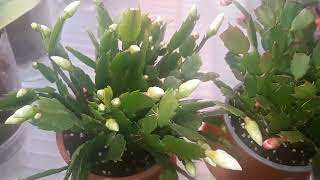 20230103 Schlumbergera January 23 [upl. by Anyl]