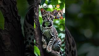 MARGAY FUN FACTanimals shorts fun FACT [upl. by Dihgirb]