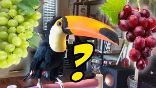 Which Grapes Do Toucans Like Best PURPLE OR GREEN [upl. by Layman]