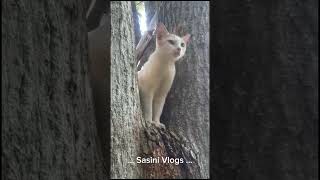 Little Maniks exploits 🤭🤩♥ Sasini Vlogs  My Cute Cat  Catlover  Funny Cat  Trending Shorts [upl. by Nnahoj]