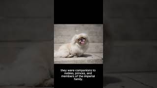 Uncovering the Mysteries The Ancient Origins of the Pekingese Dog Breed pekingese dogs breeds [upl. by Berwick]