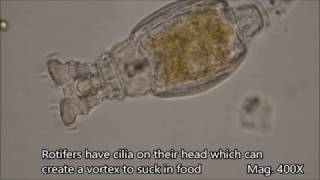 Rotifers under the microscope [upl. by Ramhaj]