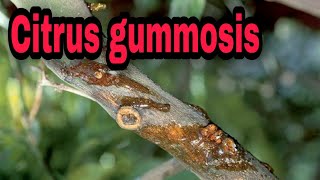 Citrus gummosis cause symptoms and management [upl. by Wiles]