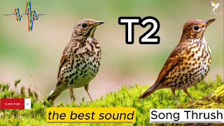 صوت السمن 2  صوت سمن ممتاز Mix  Turdus philomelos  sound Turdus philomelos  Turdus [upl. by Aligna]