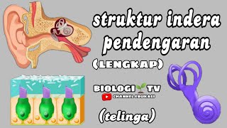 bab sistem indera  struktur indera pendengaran lengkap  biologi sma kelas 11 bahas soal utbk [upl. by Neevan]