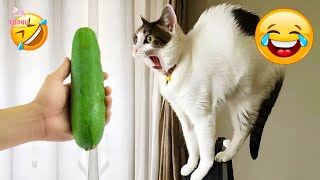 Best Funny Animals 2024 😂 Funniest Dogs and Cats Videos 😻🐶 part 68 [upl. by Aicnarf743]