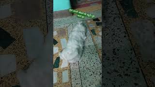 Sad dog barking sound effect  shihtzu soundeffect shorts [upl. by Ila]