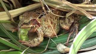 Frog Eats Caterpillar [upl. by Gennaro]