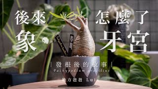 我的象牙宮 後來怎麼了｜象牙宮｜塊根植物  Pachypodium gracilius [upl. by Urbanus]