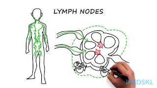 Lymphadenopathy The steps to take when you feel an enlarged lymph node [upl. by Enimajneb]