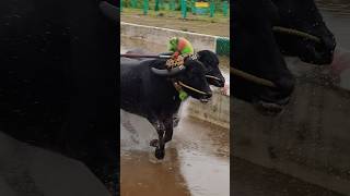 Kambala kambula kudla sports race trending [upl. by Leoni]