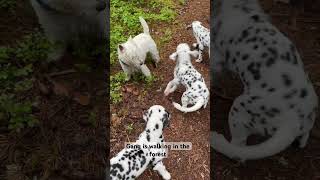 How looks like dalmatian puppy compared with westy terrier [upl. by Enahsal499]