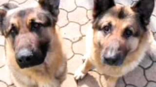 les trois chien de slimane azem [upl. by Finstad]