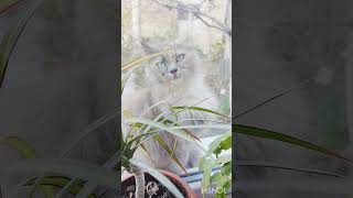 The cat wants to taste meat pies wildlife nature animals [upl. by Townshend]