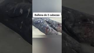 Ballena de 2 cabezas [upl. by Gosney]