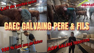 GAEC GALVAING PERE amp FILS SALERS traite fabrication et Affinage SALERS TRADITION en FAMILLE [upl. by Eannyl]