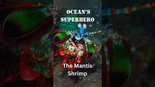 What Makes the Mantis Shrimp a Superhero of the Ocean [upl. by Nosiram]