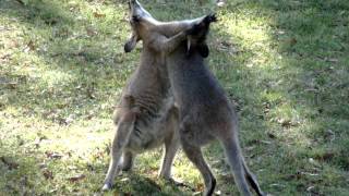 Wallaby fight [upl. by Enelak]