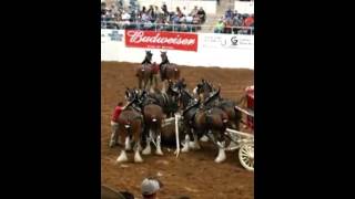 Budweiser Clydesdale Horses accident [upl. by Supmart129]