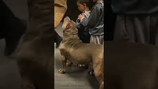 Pitbull trained by kids AMAZING control [upl. by Deevan]