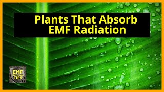 Plants That Absorb EMF Radiation [upl. by Ramonda774]