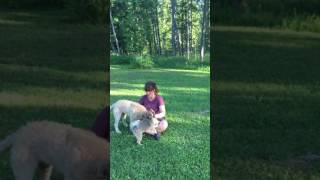 7 labradoodle puppy training [upl. by Livy628]