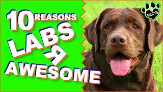 Top 10 Reasons Why the Labradors Are Awesome  Dogs 101 [upl. by Mann]