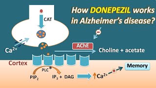 How Donepezil works in Alzheimers disease  Mechanism and side effects [upl. by Aseeram732]