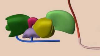 mRNA Splicing [upl. by Ahsilahs]