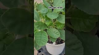 Dorstenia Foetida VideshiGardening plants viral garden succulent urbanjungle indoorplant [upl. by Kcirddor]