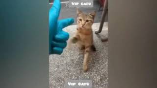 funniest animals video 2023  cat and dogs video viral [upl. by Oicnedif]