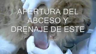 CASO CLINICO DRENAJE DE ABCESO EN PERRO [upl. by Ilrac394]