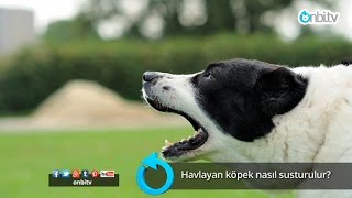 Havlayan köpek nasıl susturulur [upl. by Trey674]