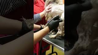 Dog Waited Years to Be Groomed [upl. by Berthold408]