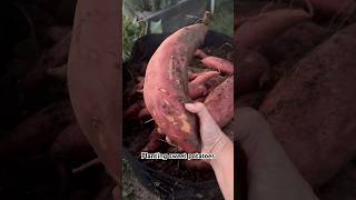 How To Grow TONS of Sweet Potatoes in a Small Space sweetpotato organicgardening [upl. by Atinehc331]