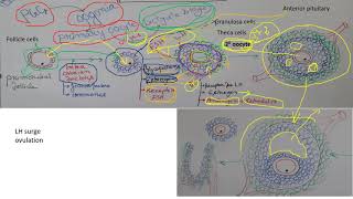 Folliculogenesis [upl. by Jimmy]