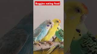 Buggies eating food birds buggies bird birdslover [upl. by Ardnos]