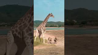 Lion vs Giraffe Wild Animals Closeup Giraffe Animal Combat Power Competition [upl. by Eelrebmik224]