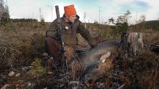 Lyckad älgjakt med unga jämthunden Kolarbergets Iver [upl. by Oiram527]