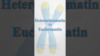 ChromatinHeterochromatinEuchromatin biology science youtubeshorts neetbiology pgtbio csir [upl. by Allain]