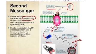 Water and lipid soluble hormones [upl. by Yduj]