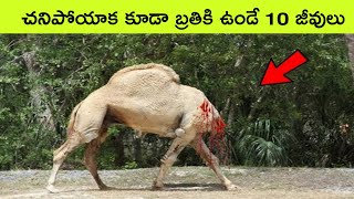 Top 10 Animals with unique abilities  strange animals  facts in telugu  bmc facts  Telugu facts [upl. by Imerej]