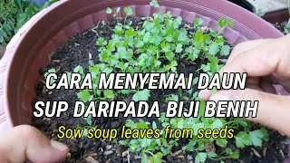 CARA MENYEMAI DAUN SUP DARIPADA BIJI BENIHEpisod 2  Sow soup leaves from seeds [upl. by Nreval]