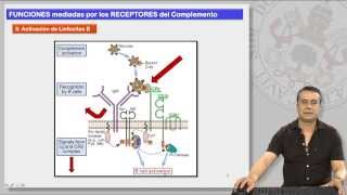 121 EL SISTEMA DE COMPLEMENTO Y SUS RECEPTORES II [upl. by Heyer]