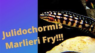 Julidochromis Marlieri Fry [upl. by Dhaf]