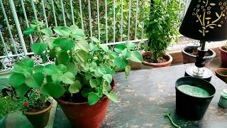 How to grow and care for ajwain plantcarom seed plant [upl. by Oznole836]