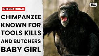 Laboratory Chimpanzee Released to Sanctuary [upl. by Valoniah]