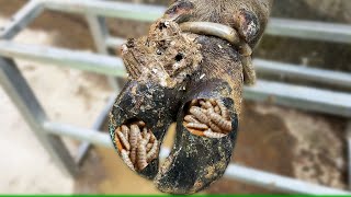 CutTrim and Cleaning  The Shocking Truth About Trimming Injured Hooves in Cows [upl. by Tammie408]