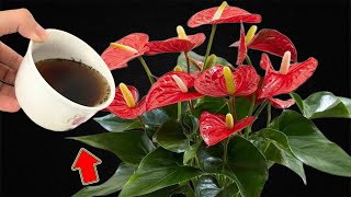 1 Cup A Week Anthurium Without Flowers Suddenly Blooms Out Of Control [upl. by Hobard]