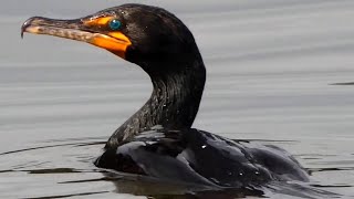 Cormorant diving eating fish fighting flying  Double crested [upl. by Heaps]